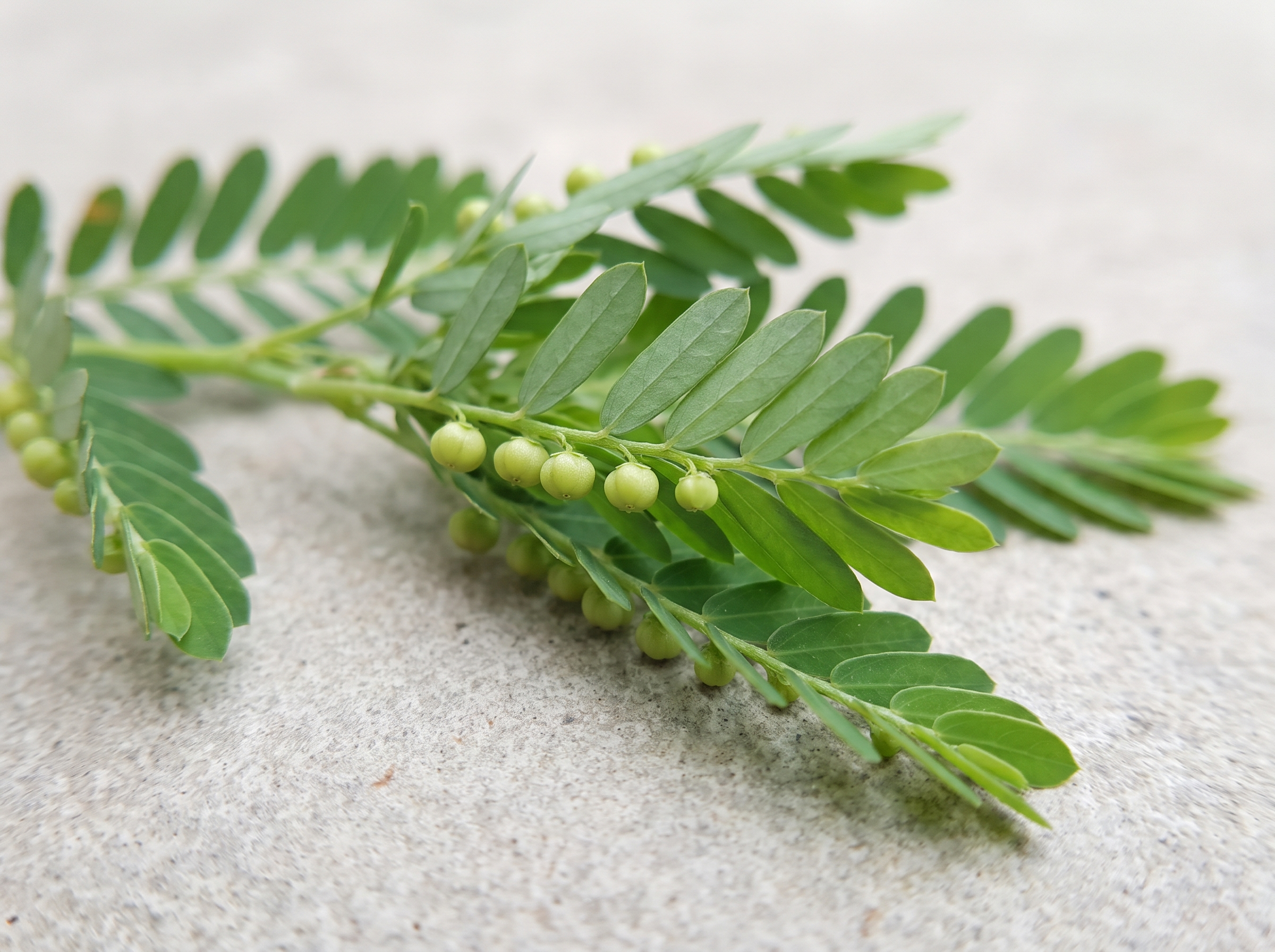 Phyllanthus niruri